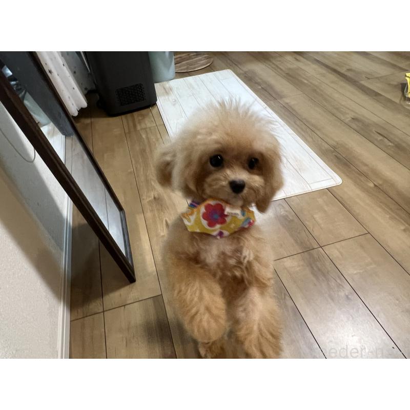 販売中の埼玉県のミックス犬-401212の3枚目