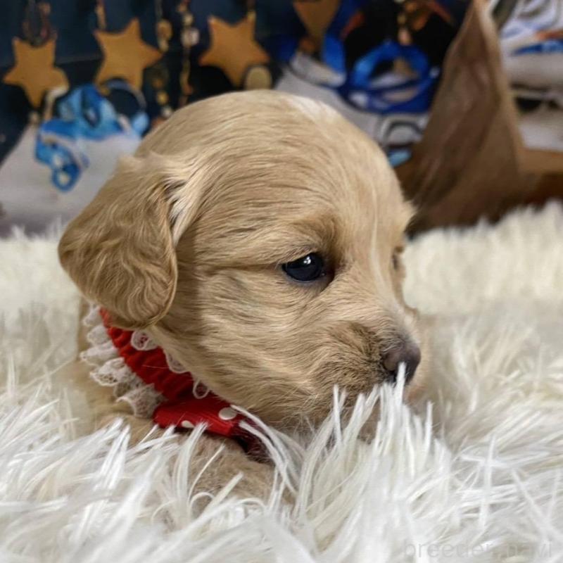 販売中の神奈川県のマルプー:マルチーズ×トイプードル-431798の5枚目