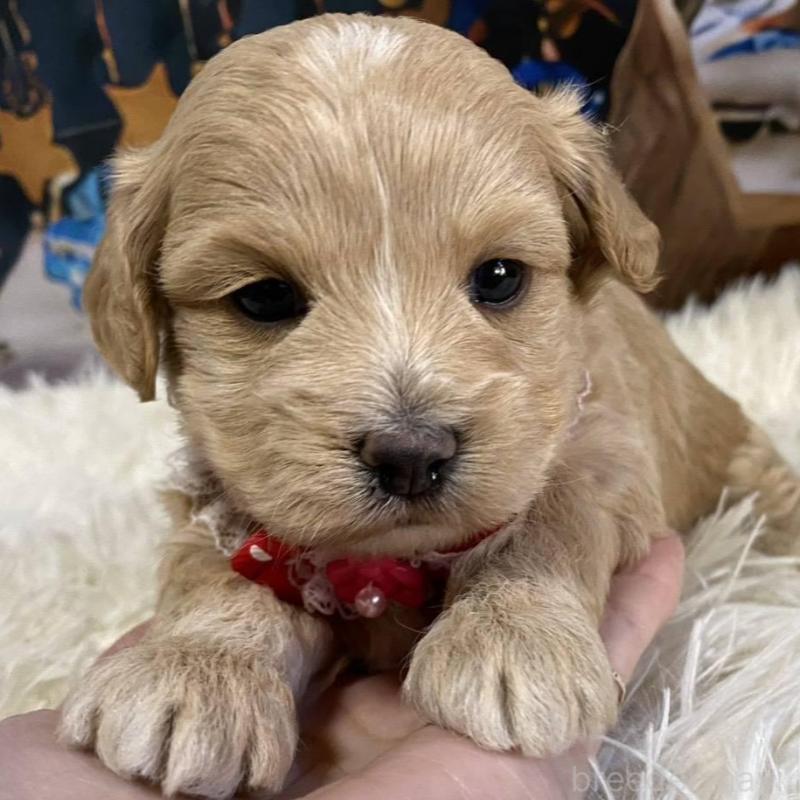 販売中の神奈川県のマルプー:マルチーズ×トイプードル-431798の4枚目