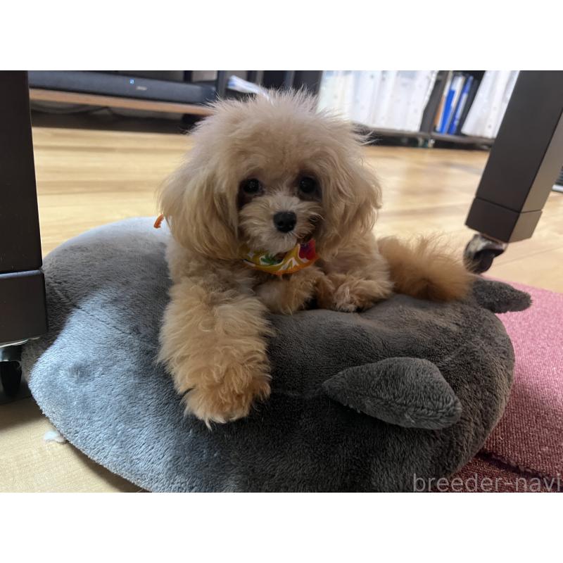 販売中の埼玉県のミックス犬-401212の2枚目