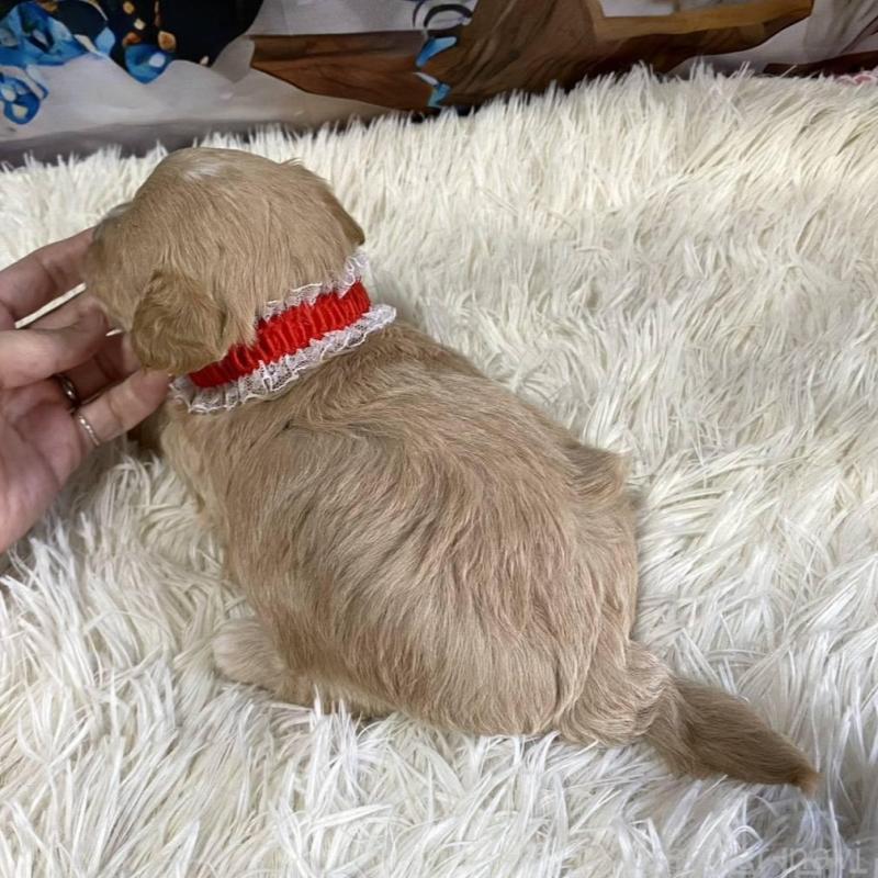 販売中の神奈川県のマルプー:マルチーズ×トイプードル-431798の3枚目