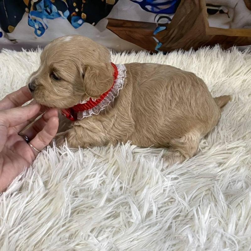 販売中の神奈川県のマルプー:マルチーズ×トイプードル-431798の2枚目