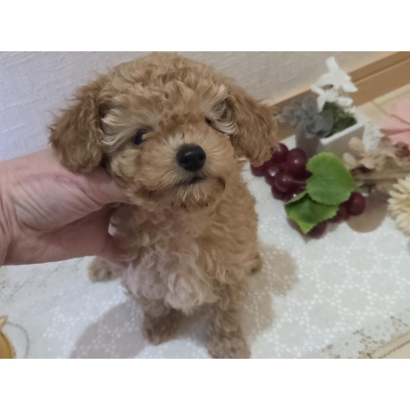 成約済の広島県のタイニープードル-423798の9枚目