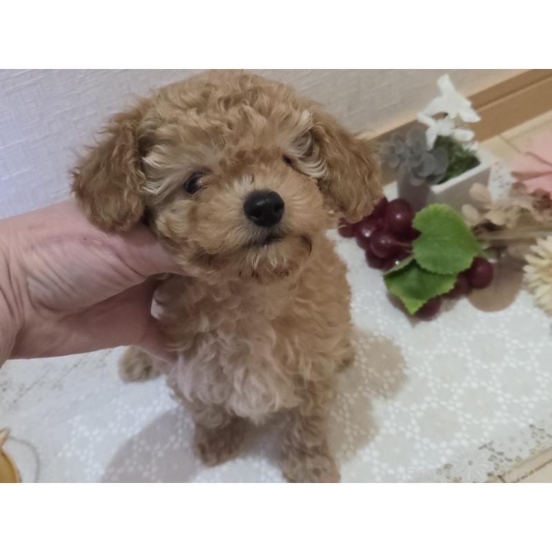 成約済の広島県のタイニープードル-423798の8枚目