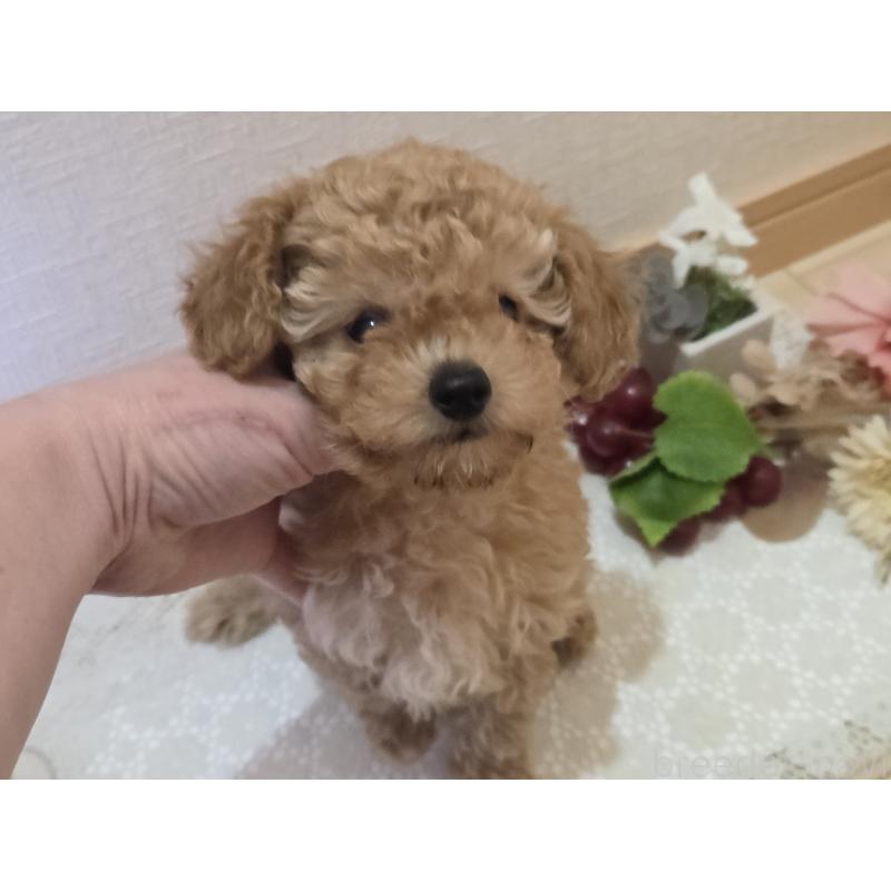 成約済の広島県のタイニープードル-423798の7枚目