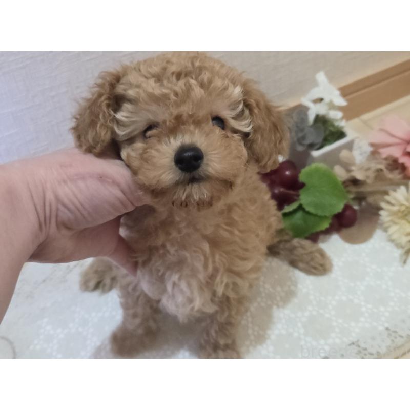 成約済の広島県のタイニープードル-423798の6枚目