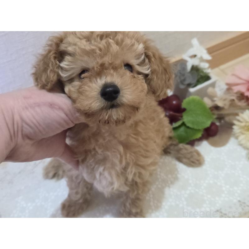 成約済の広島県のタイニープードル-423798の5枚目