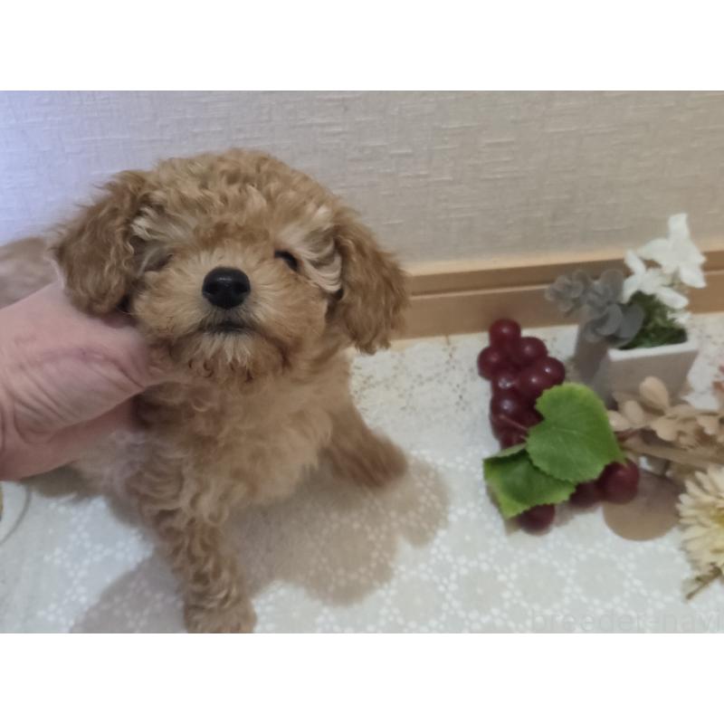 成約済の広島県のタイニープードル-423798の4枚目