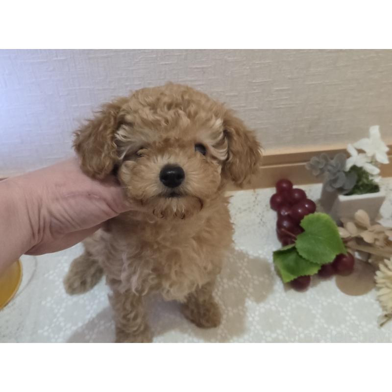 成約済の広島県のタイニープードル-423798の3枚目