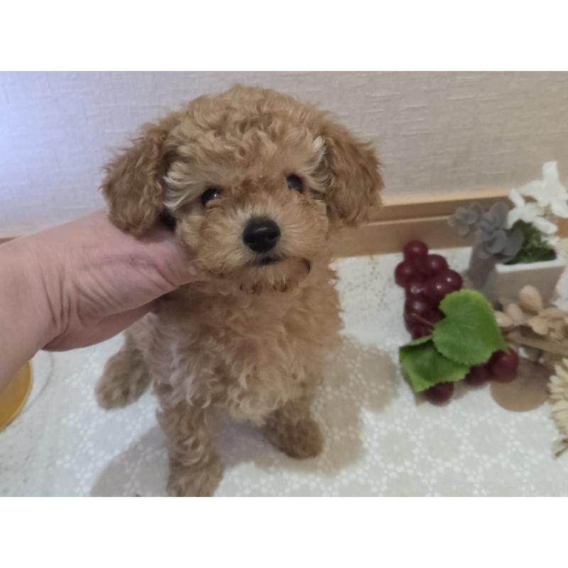 成約済の広島県のタイニープードル-423798の2枚目