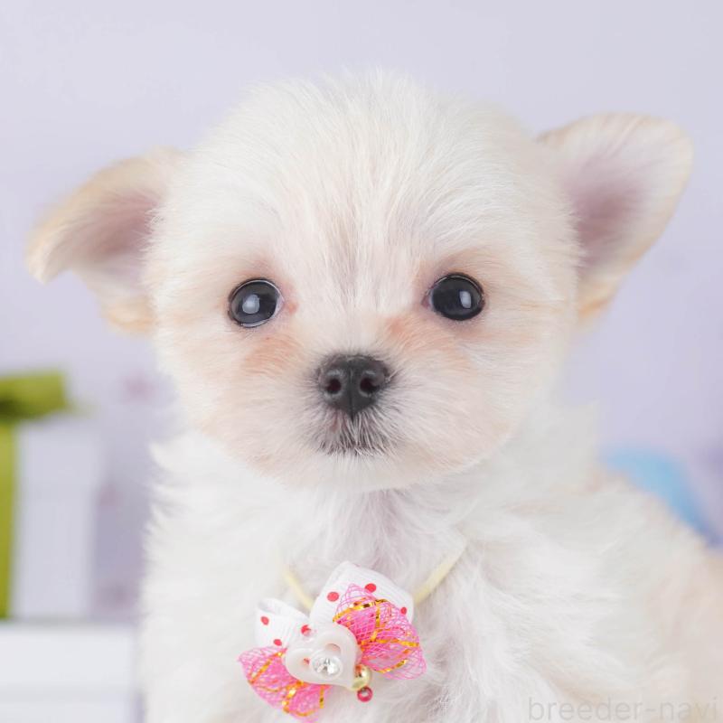 販売中の神奈川県のチワマル:チワワ×マルチーズ-431804の1枚目