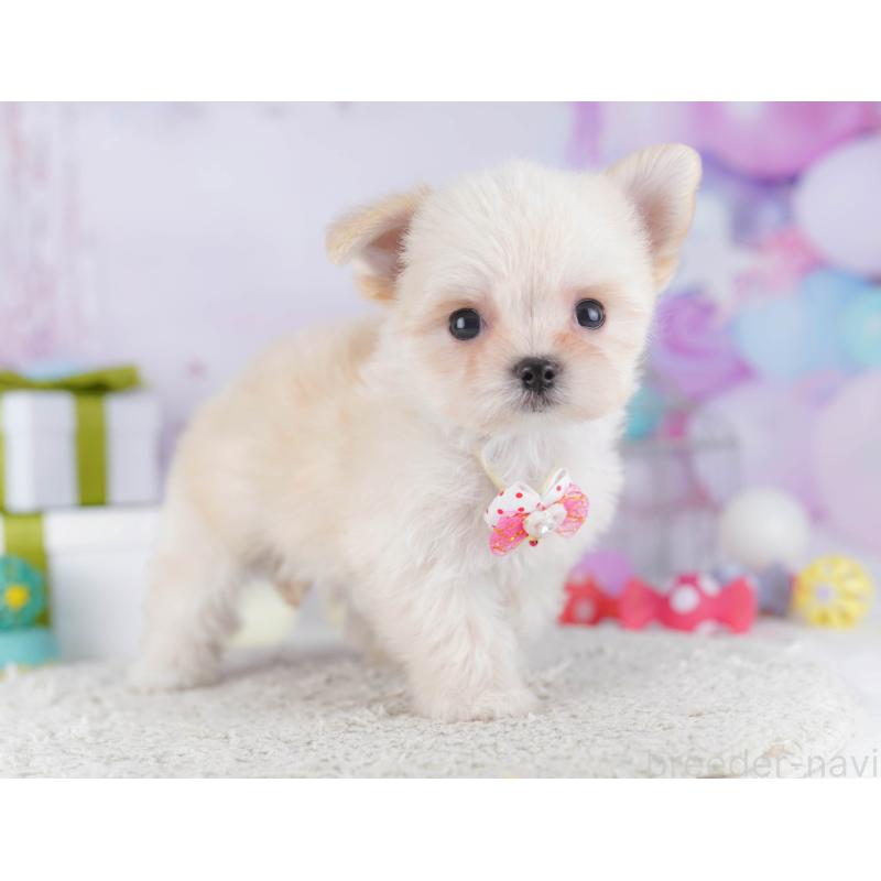 販売中の神奈川県のチワマル:チワワ×マルチーズ-431804の14枚目