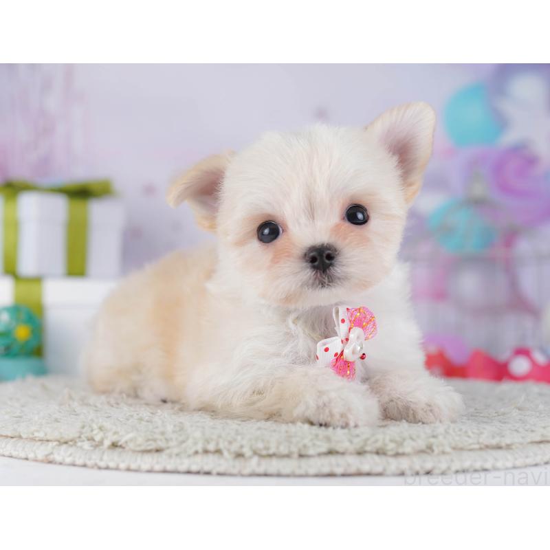 販売中の神奈川県のチワマル:チワワ×マルチーズ-431804の13枚目