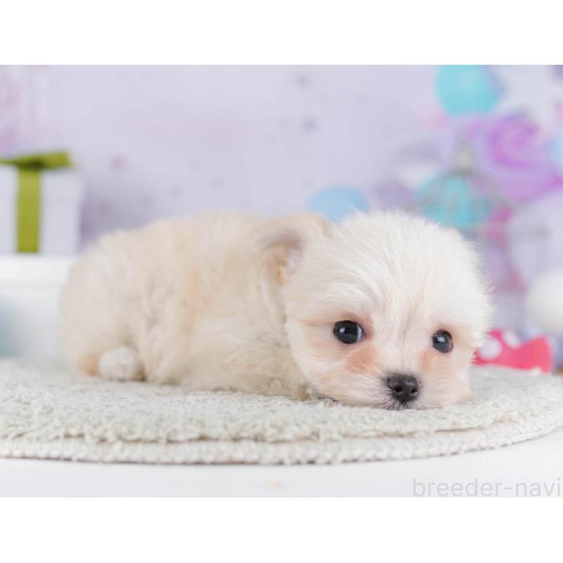 販売中の神奈川県のチワマル:チワワ×マルチーズ-431804の12枚目