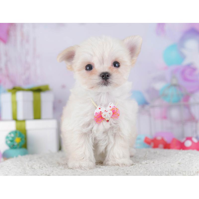 販売中の神奈川県のチワマル:チワワ×マルチーズ-431804の11枚目