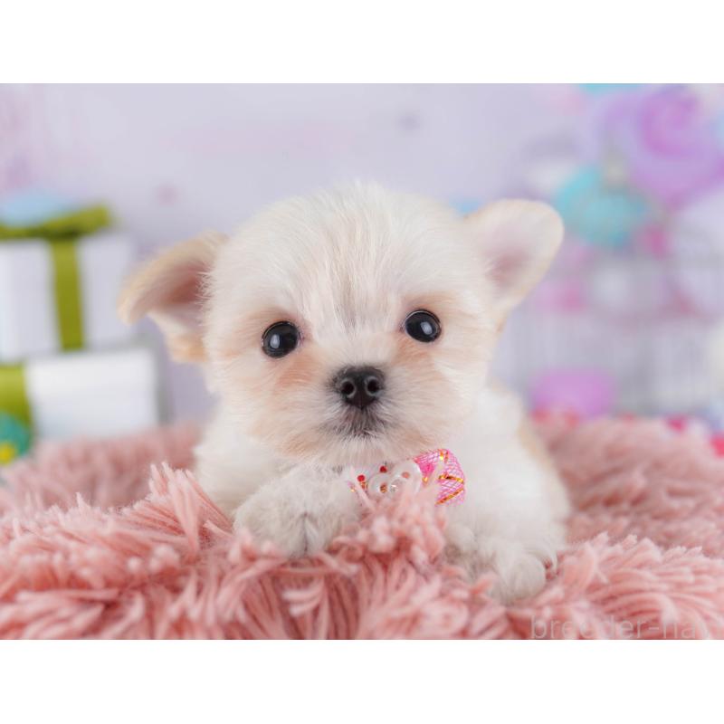 販売中の神奈川県のチワマル:チワワ×マルチーズ-431804の10枚目