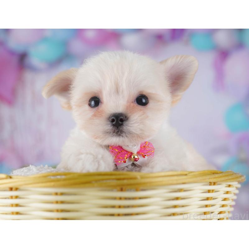 販売中の神奈川県のチワマル:チワワ×マルチーズ-431804の9枚目