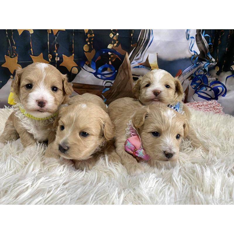 販売中の神奈川県のマルプー:マルチーズ×トイプードル-431801の8枚目