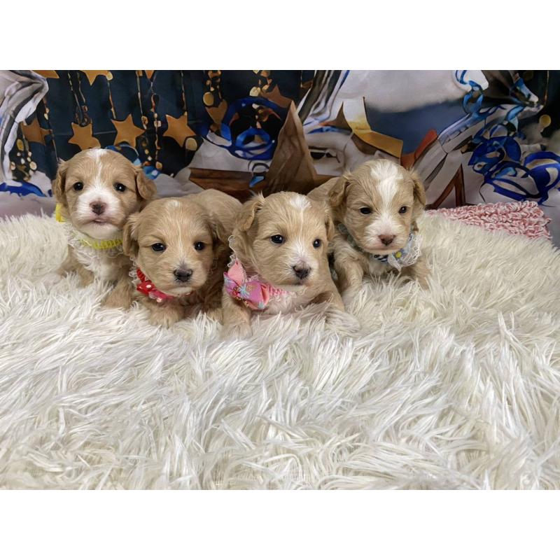 販売中の神奈川県のマルプー:マルチーズ×トイプードル-431801の7枚目