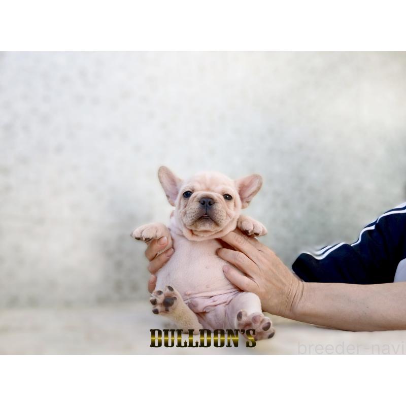 販売中の東京都のフレンチブルドッグ-431802の7枚目