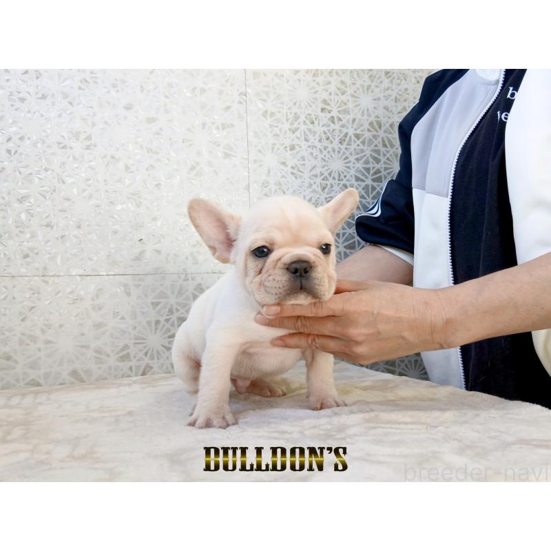 販売中の東京都のフレンチブルドッグ-431802の6枚目