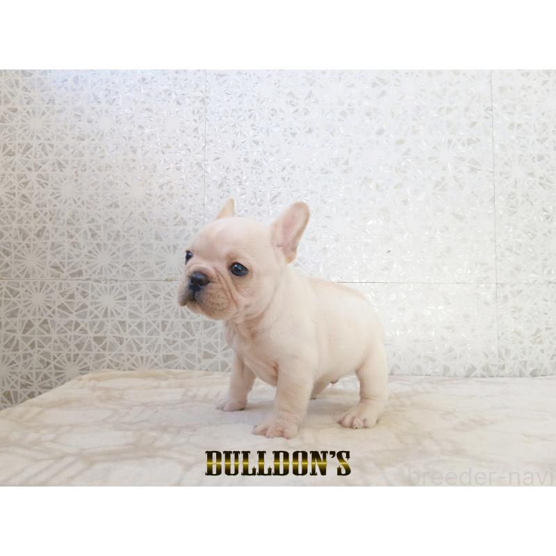 販売中の東京都のフレンチブルドッグ-431802の5枚目