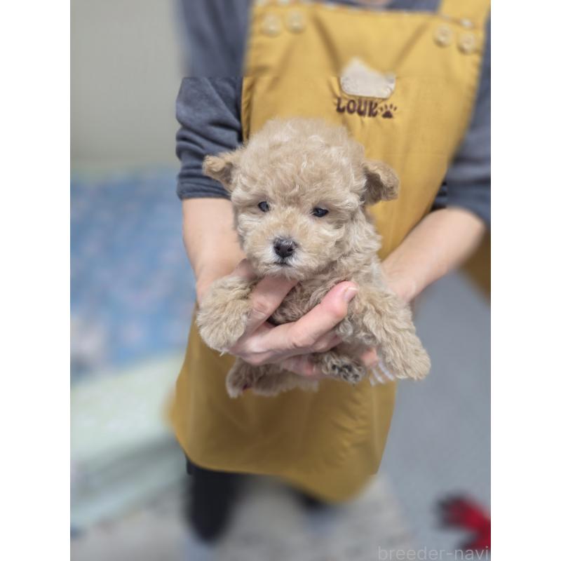 販売中の埼玉県のティーカッププードル-431807の14枚目