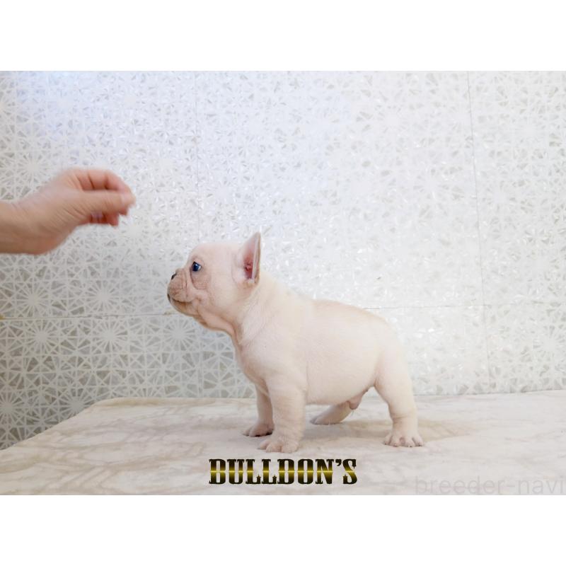 販売中の東京都のフレンチブルドッグ-431802の4枚目