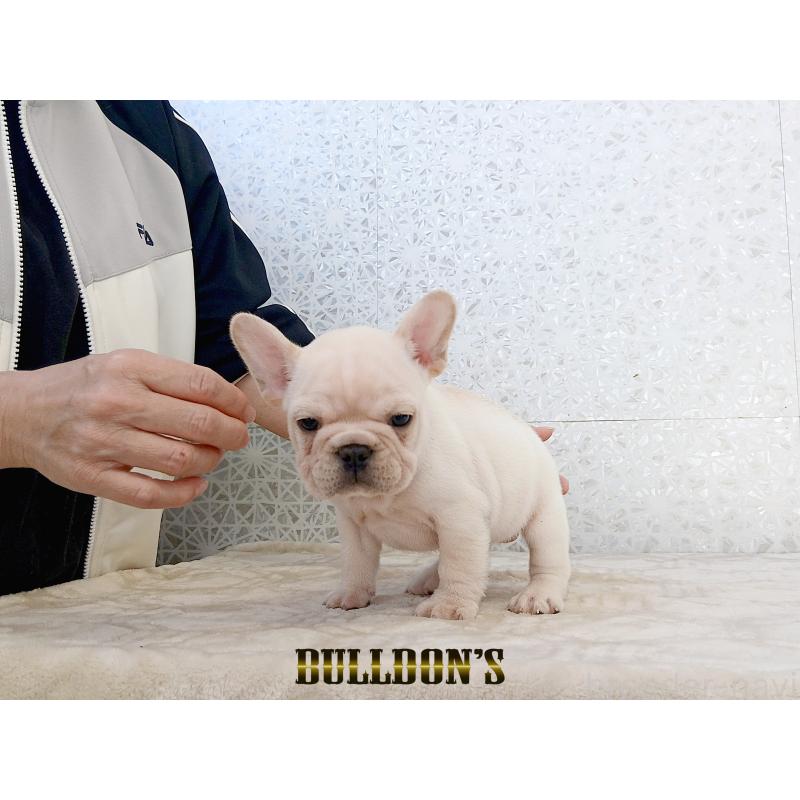 販売中の東京都のフレンチブルドッグ-431802の3枚目
