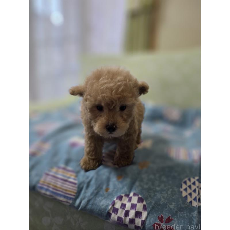 販売中の埼玉県のティーカッププードル-431807の13枚目