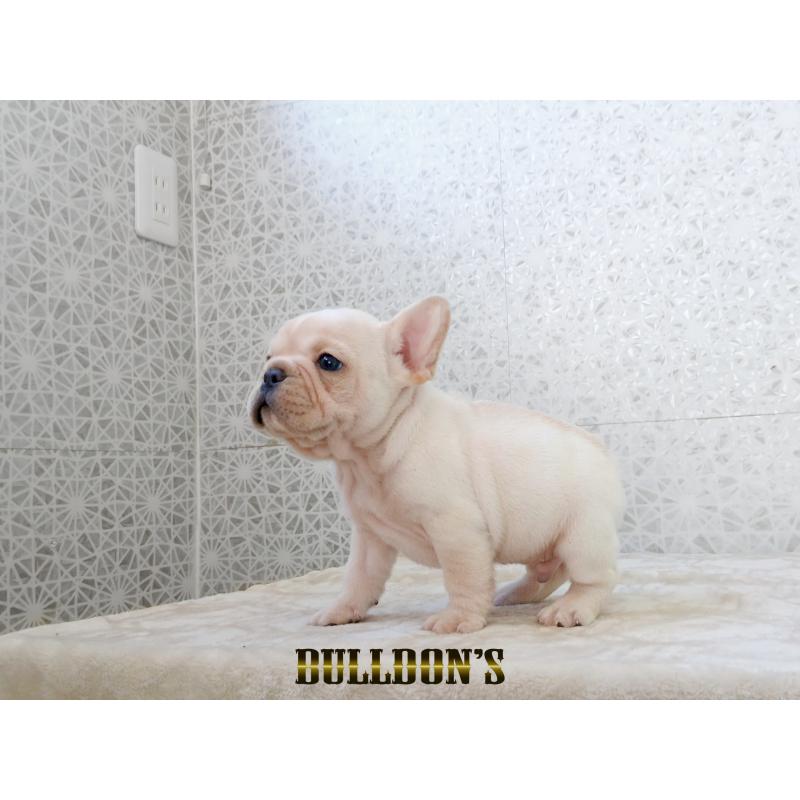販売中の東京都のフレンチブルドッグ-431802の2枚目