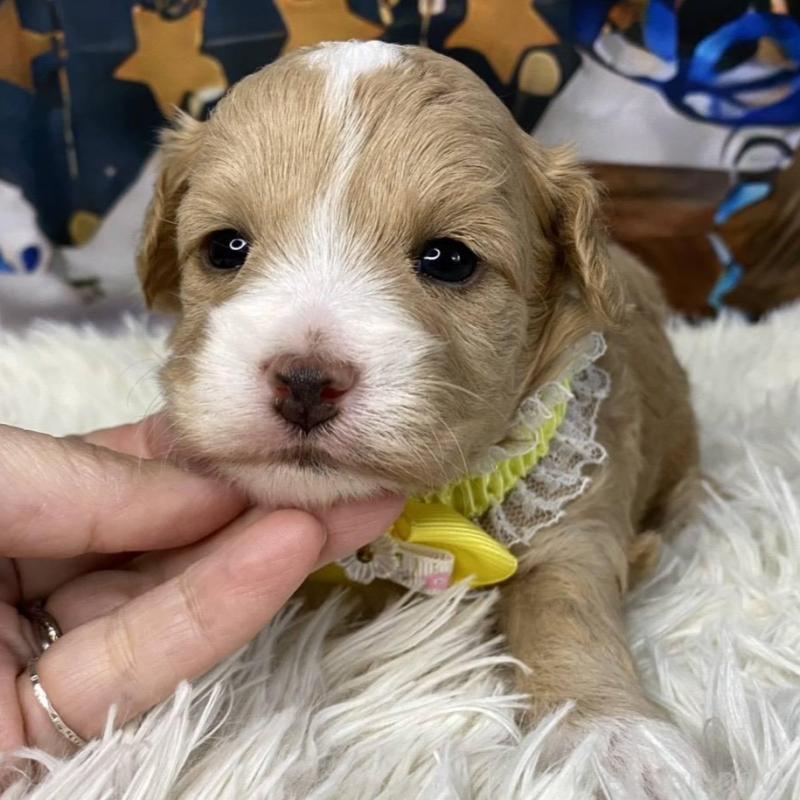 販売中の神奈川県のマルプー:マルチーズ×トイプードル-431801の6枚目