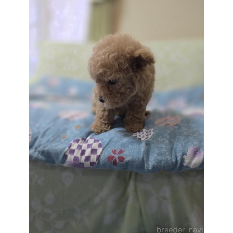 販売中の埼玉県のティーカッププードル-431807の12枚目