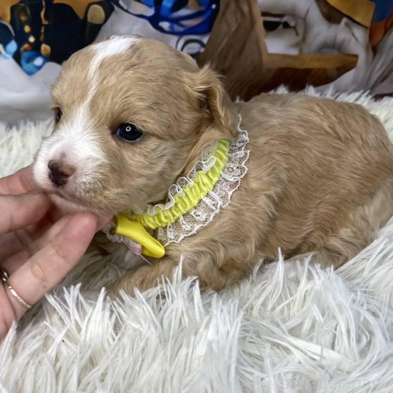 販売中の神奈川県のマルプー:マルチーズ×トイプードル-431801の5枚目