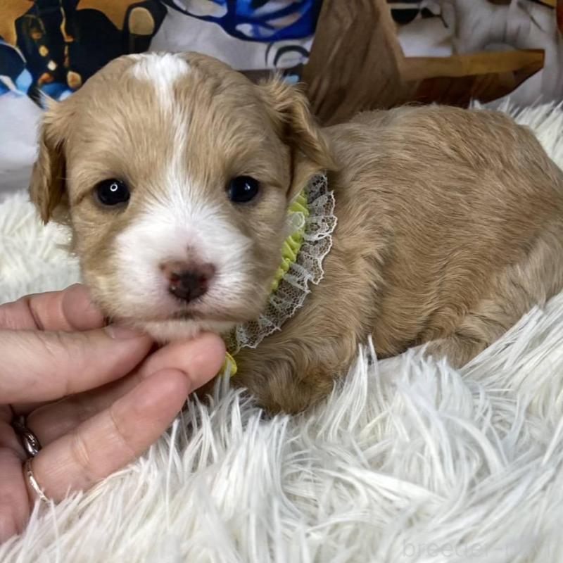 販売中の神奈川県のマルプー:マルチーズ×トイプードル-431801の4枚目