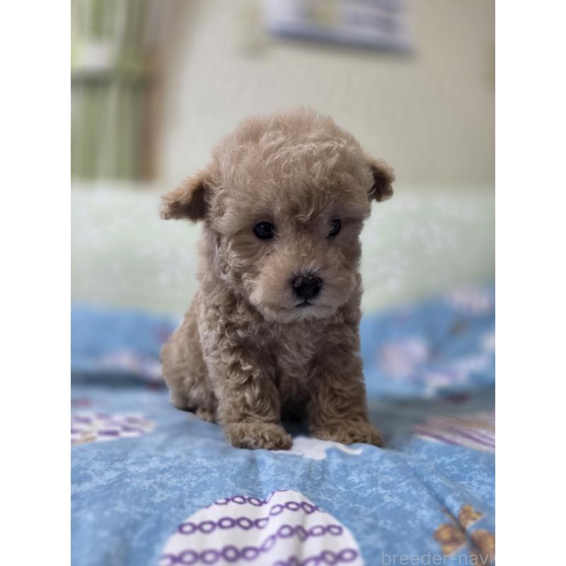 販売中の埼玉県のティーカッププードル-431807の11枚目