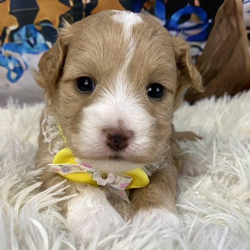 販売中の神奈川県のマルプー:マルチーズ×トイプードル-431801