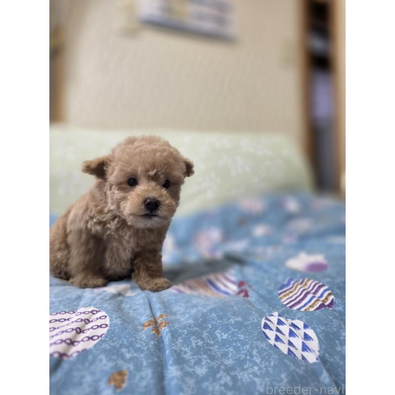 販売中の埼玉県のティーカッププードル-431807の10枚目