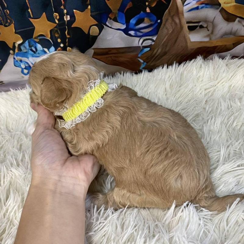 販売中の神奈川県のマルプー:マルチーズ×トイプードル-431801の3枚目