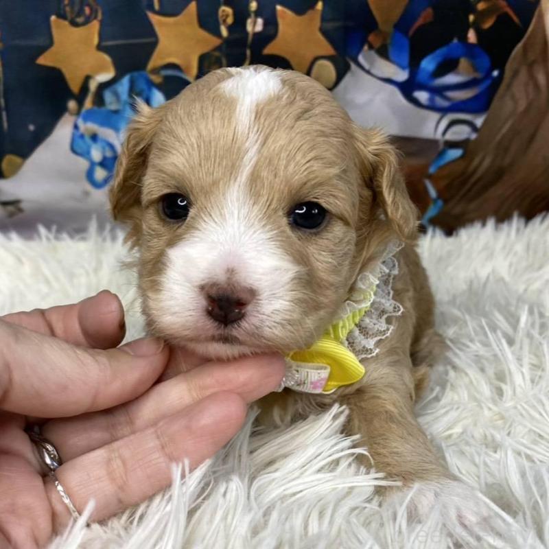 販売中の神奈川県のマルプー:マルチーズ×トイプードル-431801の2枚目