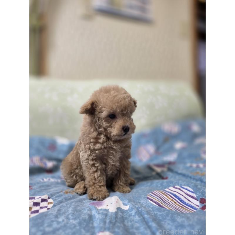 販売中の埼玉県のティーカッププードル-431807の9枚目