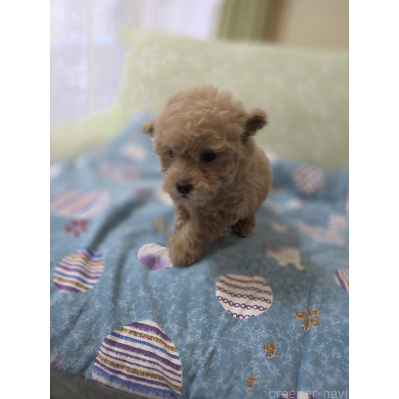 販売中の埼玉県のティーカッププードル-431807の8枚目