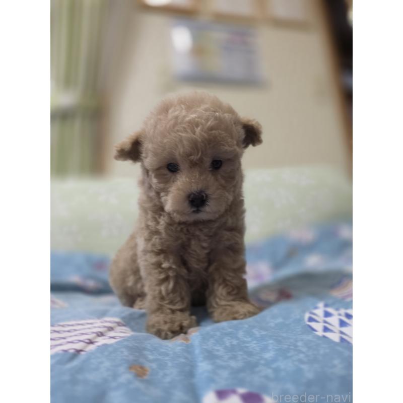 販売中の埼玉県のティーカッププードル-431807の7枚目