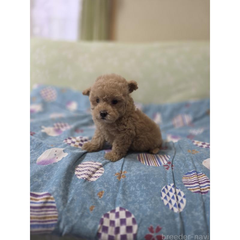 販売中の埼玉県のティーカッププードル-431807の5枚目