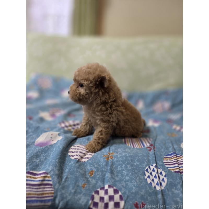 販売中の埼玉県のティーカッププードル-431807の4枚目