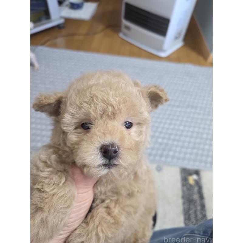 販売中の埼玉県のティーカッププードル-431807の3枚目