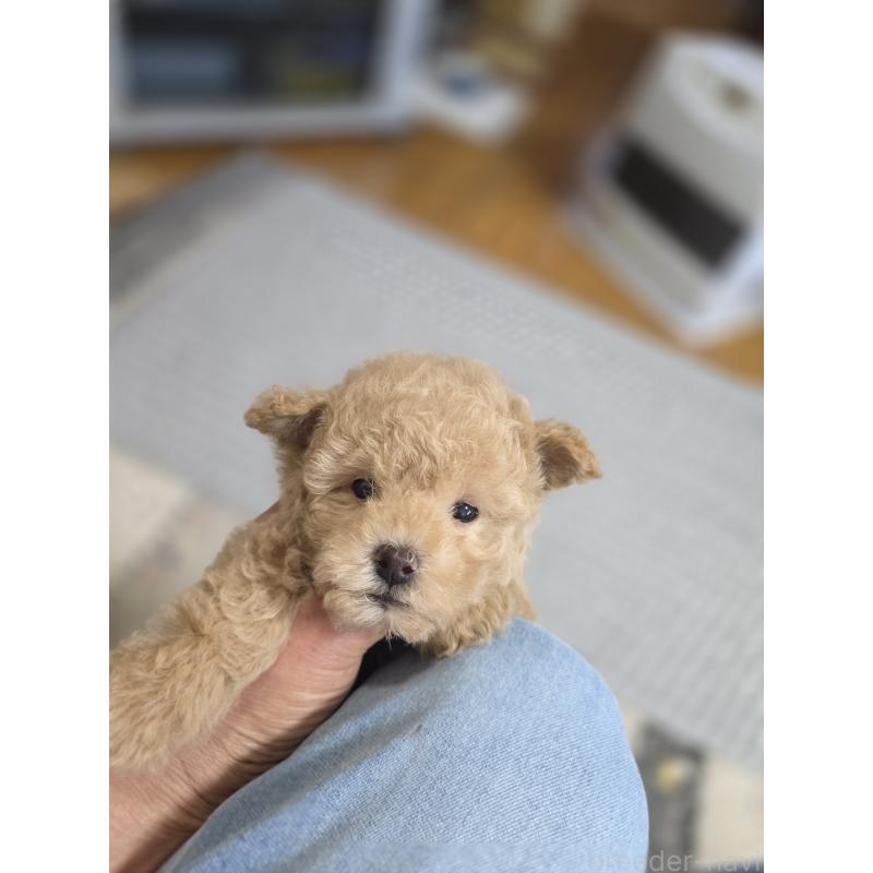 販売中の埼玉県のティーカッププードル-431807の2枚目