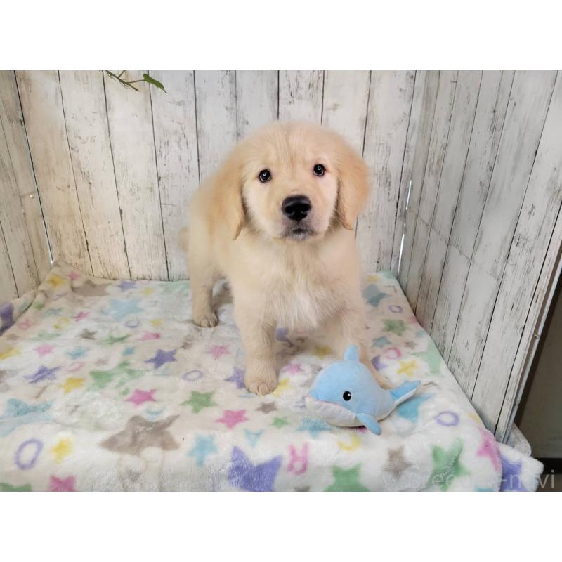 販売中の三重県のゴールデンレトリーバー-431803の5枚目