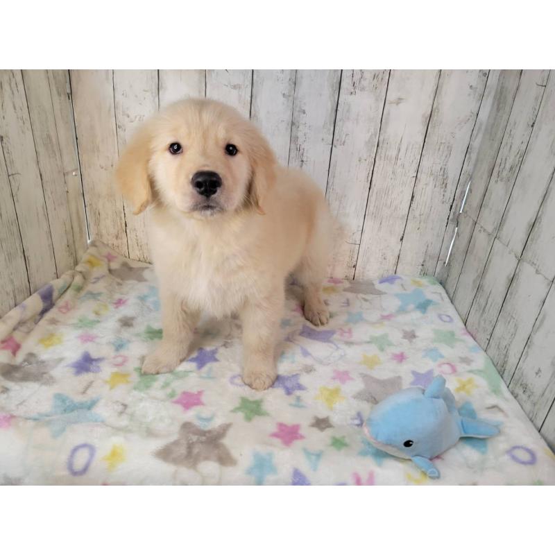 販売中の三重県のゴールデンレトリーバー-431803の4枚目