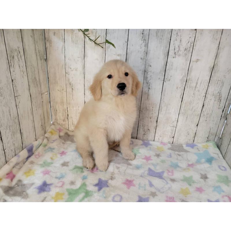 販売中の三重県のゴールデンレトリーバー-431803の3枚目